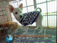 서울 구로구 항동 푸른수목원 일대에서 스피츠 구조