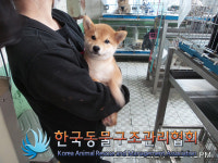 서울 구로구 항동 푸른수목원 일대에서 시바 구조