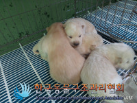 서울 노원구 상계동에서 어미개와 새끼 4마리 발견 구조