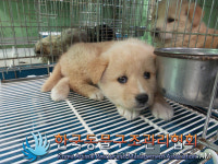 경기 연천 전곡읍 전곡역로 버스정류장 인근에서 갈흰색 강아지 구조