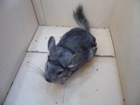 서울 양천구 신월동에서 친칠라쥐 발견 구조