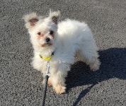 경기 용인 한숲로 개천가에서 흰색 강아지 구조