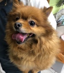 서울 마포구 연남동 사거리에서 포메라니안 구조