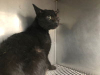 부산 해운대 장산 롯데프리머스 주차장 앞에서 검은색 고양이 구조