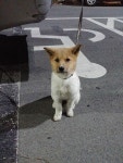 경남 창원 해운동에서 흰누런색 강아지 구조