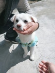 경남 창원 합성초등학교에서강아지 구조