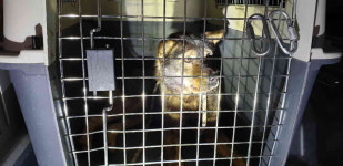 강원 강릉 연곡 송림리에서 진돗개 구조