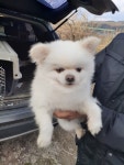 전남 장성 장성읍 수미약국 옆 도로변에서 말티즈 구조