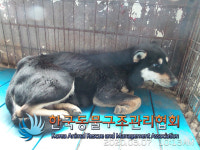 경기 김포 하성로에서 검갈흰색 강아지 구조