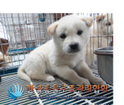 경기 김포 하성로에서 흰색 강아지 구조