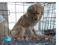 경기 구리 장자호수공원에서 갈색 강아지 구조