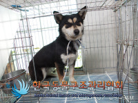 경기 동두천 탑신로 왕방계곡에서 검갈색 강아지 구조