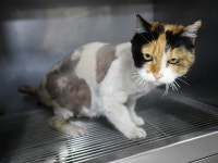 울산 동구 방어진 버스종점에서 털이 깎인 삼색 고양이 구조