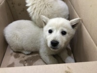 전북 전주 매곡로에서 흰색 강아지 자매 구조