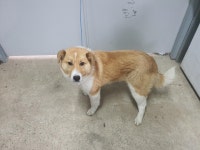경북 경산 진량 창신황제타운에서 배회하던 흰, 연갈색 강아지 구조