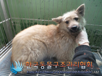 경기 포천 가산면 정교리에서 갈검색 강아지 구조