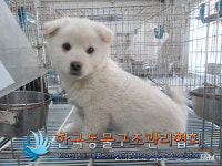 서울 강서구 오쇠동 아시아나 본사 인근에서 꼬물이 4마리 구조