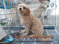 서울 강북구 미아동 삼양오거리에서 푸들 구조