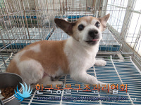 서울 금천구 가산동 마리오아울렛 근처에서 갈흰색 강아지 구조