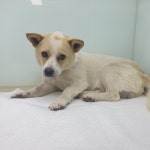 경북 경주 율동 도초마을에서 연갈색 강아지 구조