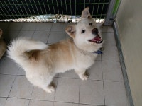 경북 포항 장기면 계원리에서 해맑은 흰색 강아지 구조