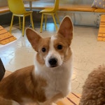 경북 칠곡 기산 남평로 야산에서 웰시 코기 구조