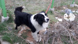 전남 여수 강남3길에서 리드줄 2개 착용 보더 콜리 구조