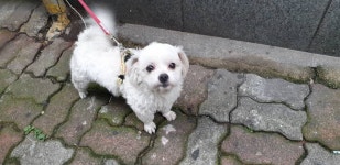 전남 여수 여서동 약국 앞에서 노란 가슴띠 말티즈 구조