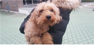 대전 대덕구 양지초등학교 주변에서 푸들 구조