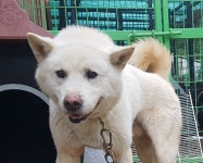 충남 아산 신창면 덕지리에서 진돗개 구조