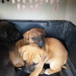 경북 영덕 영해면 예주시장길에서 황색 강아지 구조