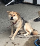 충북 청주 대원로에서 흰갈검색 강아지 구조