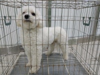 경기 고양 고양동 사거리에서 비숑 프리제 구조