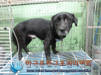 서울 강남구 수서경찰서 인근에서 파란목줄 검흰색 강아지 구조