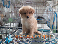 서울 은평구 증산역 4번출구에서 갈색 강아지 구조