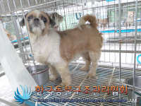 서울 동대문구 이문동에서 시츄 구조