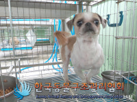서울 동대문구 용두동에서 시츄 구조