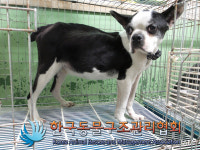 경기 의정부 금오중학교 인근에서 보스턴 테리어 구조