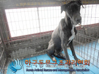경기 동두천 상패동 가마소 앞 길위에서 그레이트 덴 구조