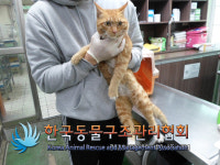 경기 동두천 생연동 방죽로에서 갈색 줄무늬 흰색 고양이 구조
