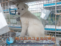 경기 포천 일동면 수입리에서 흰색 강아지 구조