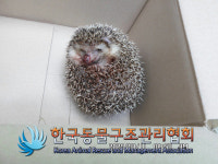 서울 성동구 한양대 대학로 인근에서 고슴도치 구조