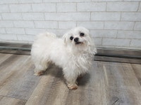 경북 칠곡 왜관남부정류장에서 말티즈 구조