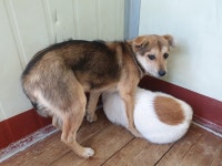 경북 경주 안강읍에서 갈검색 강아지 구조