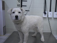 경기 가평 청평 이안지안스아파트에서 녹색목줄 흰색 강아지 구조