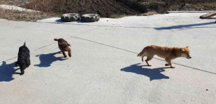 강원 강릉 성산 내맬길 오봉교 앞에서 어미개와 새끼 2마리 구조
