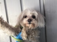 경기 안산 유남길에서 말티즈 구조