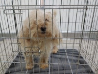 경기 고양 대자동에서 하얀색 강아지 구조