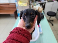 인천 서구 완정로에서 닥스훈트 구조