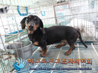 경기 의정부 동일로에서 닥스훈트 구조